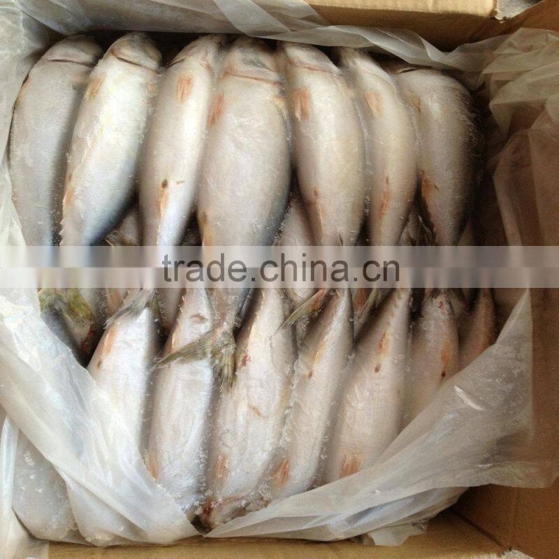 2015 October caught Mackerel frozen fish good price