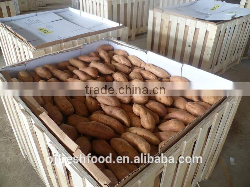 Fresh Sweet Potato Yellow Potato