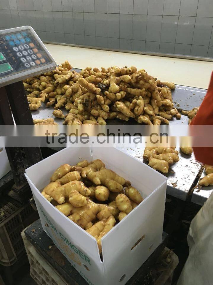 Big Size Yellow Fresh Ginger From China