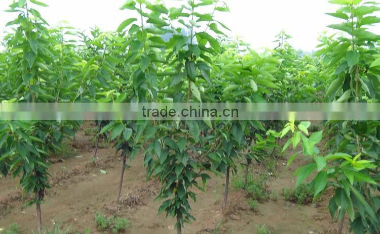 Cherry tree seedling