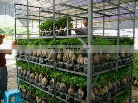 bonsai- ficus microcarpa