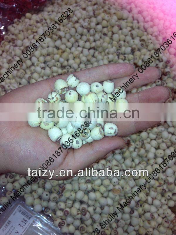 lotus seed machine//008618703616828