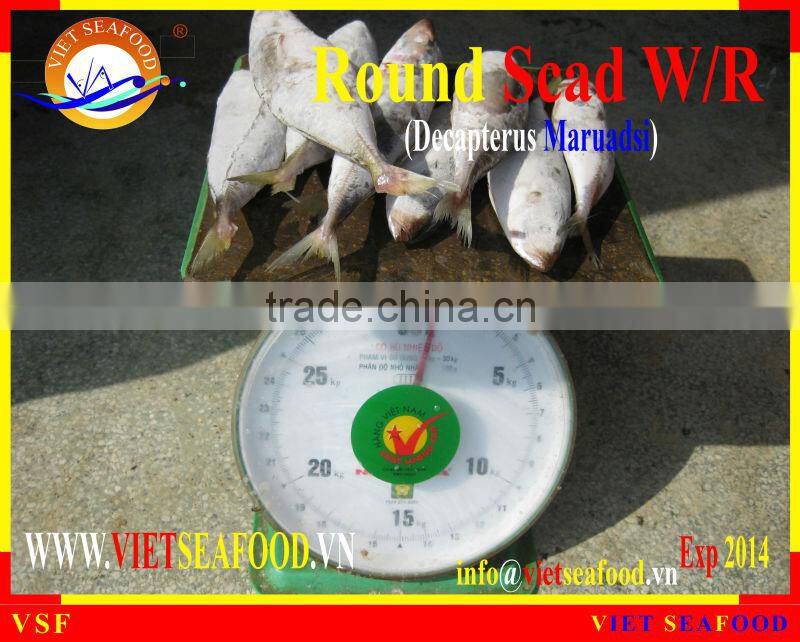 FROZEN ROUND SCAD WHOLE ROUND