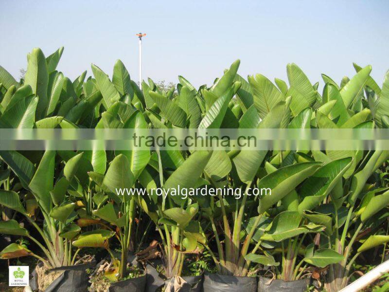 Strelitzia reginae Bird Of Paradise Crane Flower