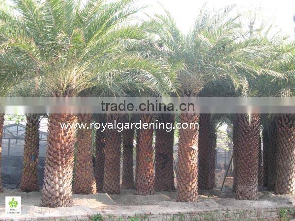 Phoenix sylvestris(Silver Date Palm)