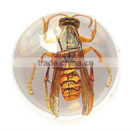 6.0 cm real resin acrylic marble ball with bugs