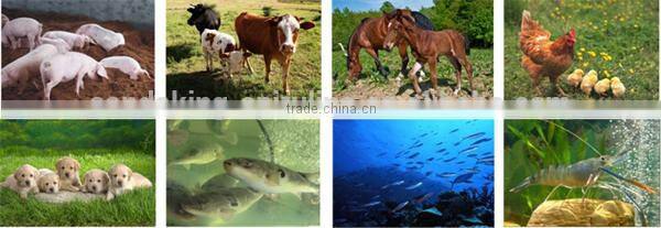 High quality 100% Natural Wholesale Organic Chlorella Powder In Bulk