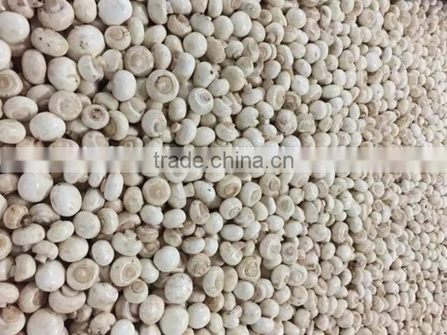 wholesale frozen champignon mushroom
