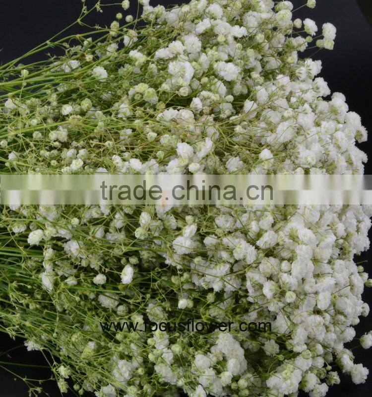 Ornamental Plants Real Touch Flower Onlin Wholesale Shop Baby's Breath