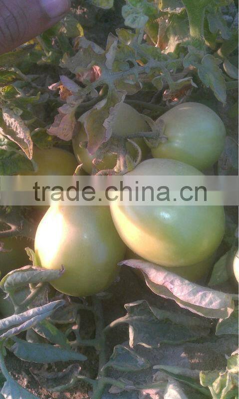 Red Stone Hybrid Tomato Seeds