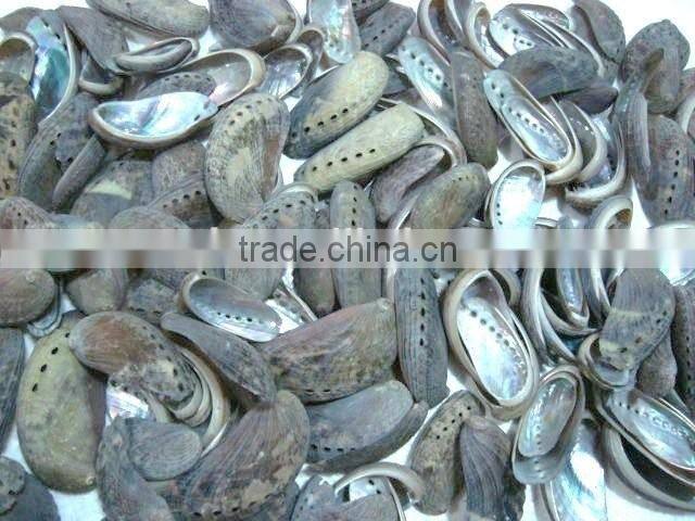 donkey ear abalone shell sheets