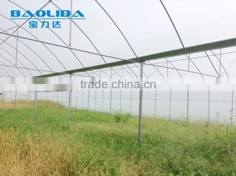 large plastic film multi-span greenhouse poly covering greenhouse