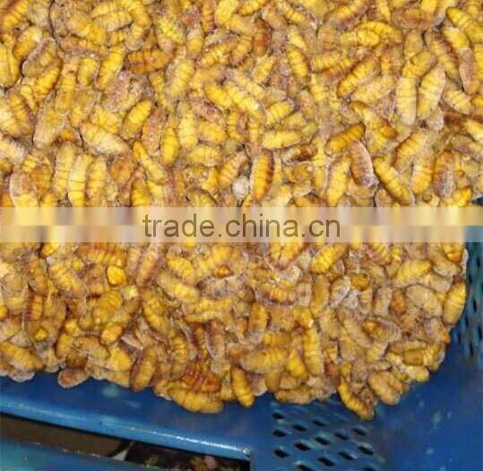 Health Food Of Frozen Silkworm
