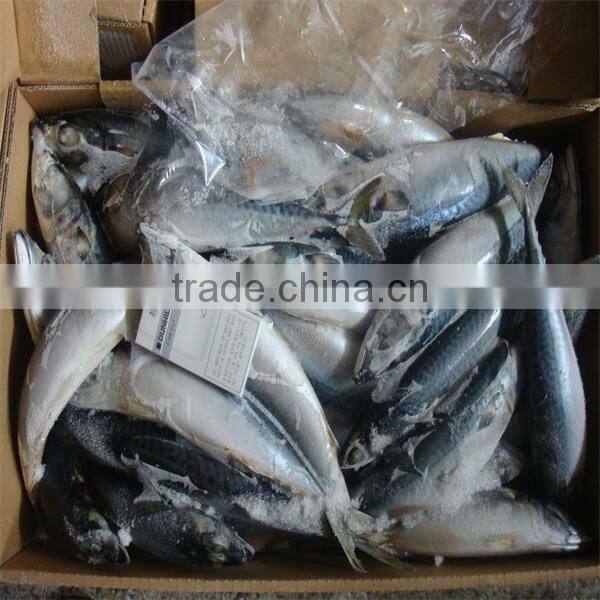 iqf frozen wholesale fresh fish