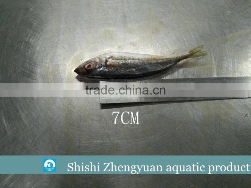 Fresh frozen HGT horse mackerl 6-8cm loose package