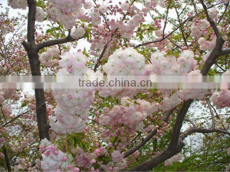 Prunus serrulata nursery