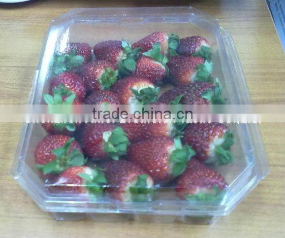 clear PET plastic fruit tray,blister packing box for fruit