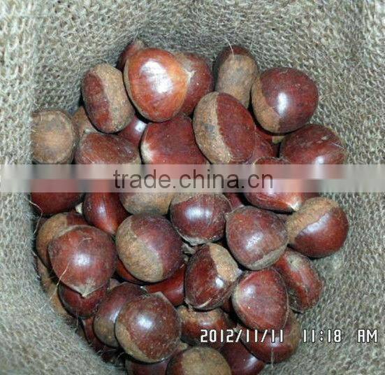 price chestnuts,health food,buy chestnuts