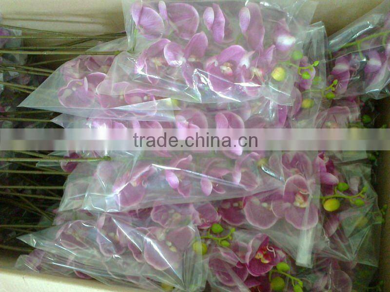 single real touch silk phalaenopsis