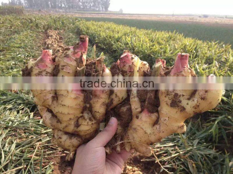 China ginger export Guangzhou ginger office