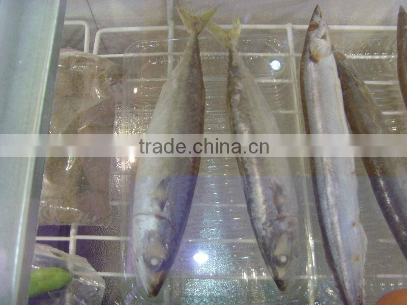BQF Frozen mackerel Scomber Japonicus whole round