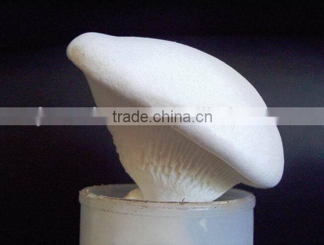 Canned Bailing mushroom(sliced)