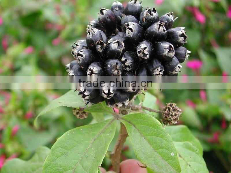 ISO Certified Natural Siberian Ginseng Powder ExtractWith Eleutheroside (B+E) 0.8-1.2%By Solvent Method