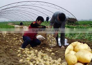 Sell Chinese Fresh Potato to Southeast Asia