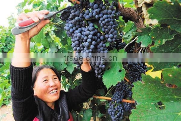 Grape processing machine , grape de-stemmer and crushing machine