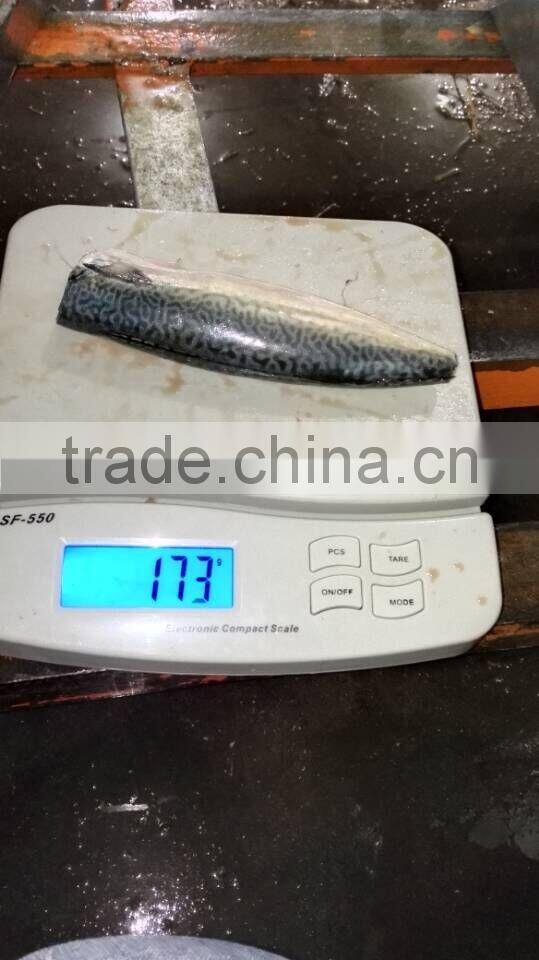 HGT pacific mackerel scomber japonicus headless gutted tailess