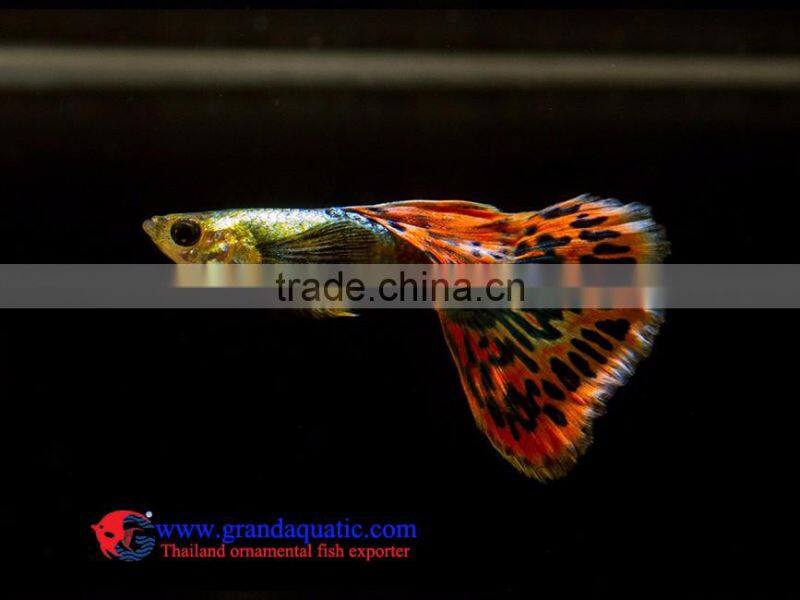 Crobra guppy fish for sale to aquarium fish importer