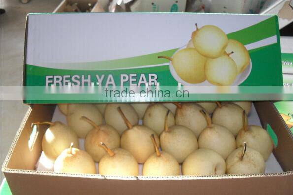 new crops fresh huangguan Pear