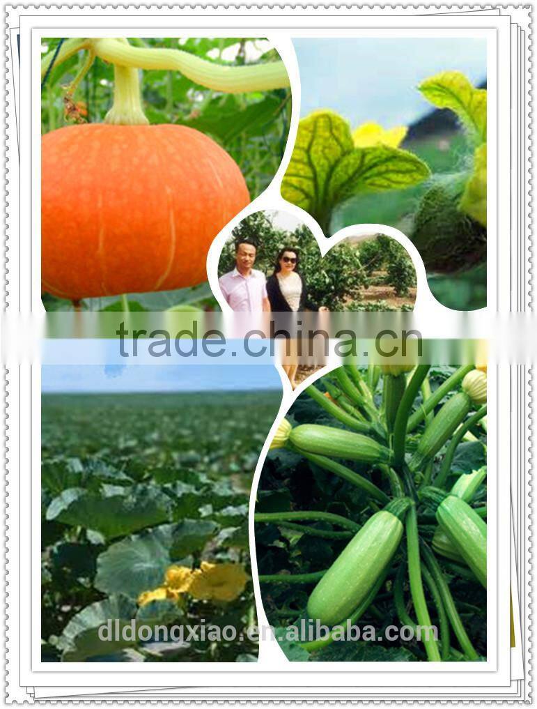 Shine Skin Pumpkin Seeeds