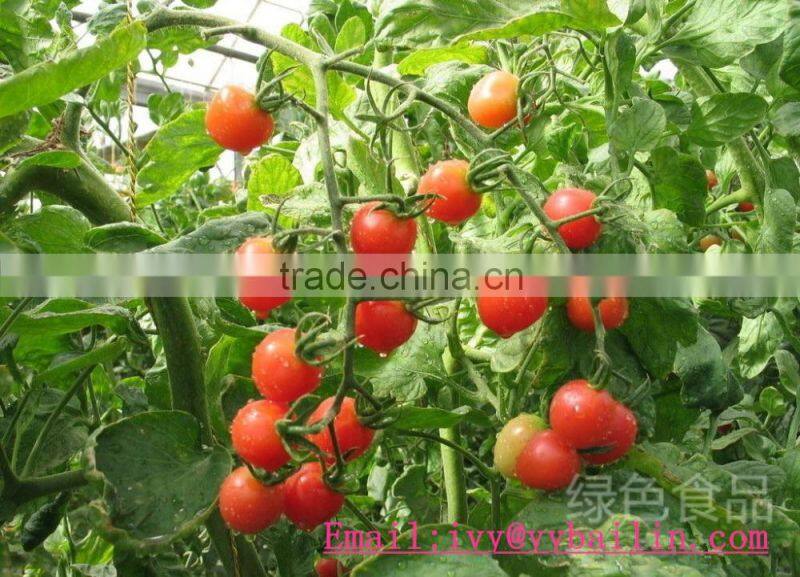 More competitive price 198g Easy Open Canned Tomato Paste in Tin