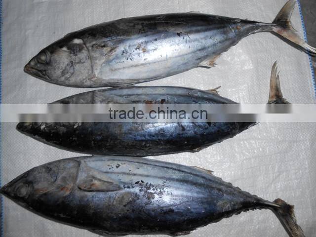 Skipjack Whole Round (frozen on board)