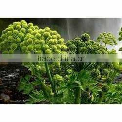 Dill Seed Oil Best Manufacturer in India