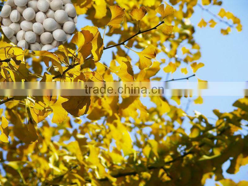 High Quality Ginkgo biloba seed for sowing
