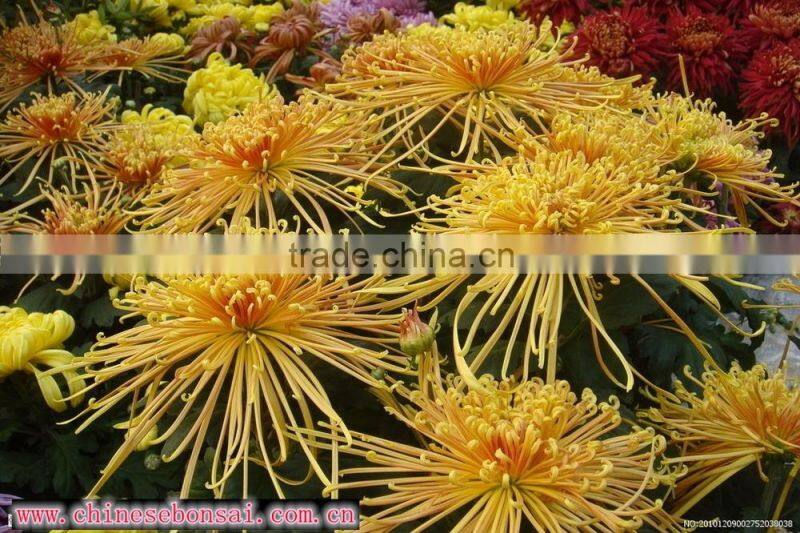 Chrysanthemum