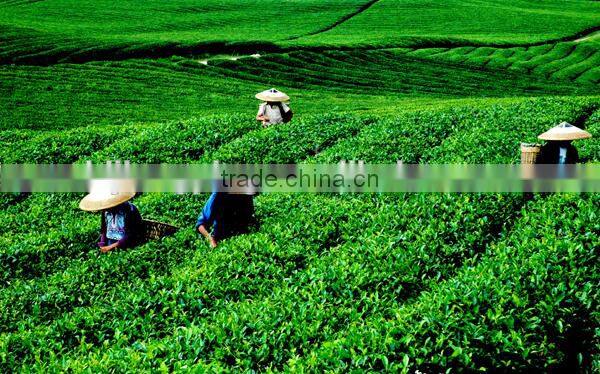 trade assurance suplier keemun black tea