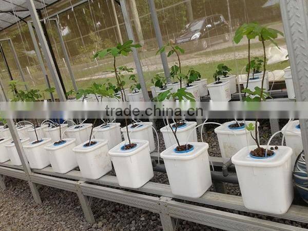 Garden Expanded clay pebbles as growimg medium for Hydro-culture
