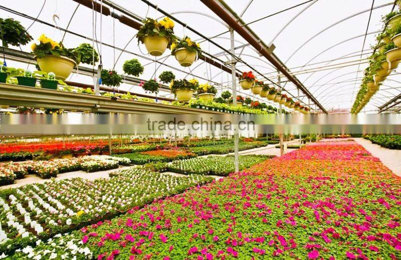 Planting the sunlight greenhouse flowers