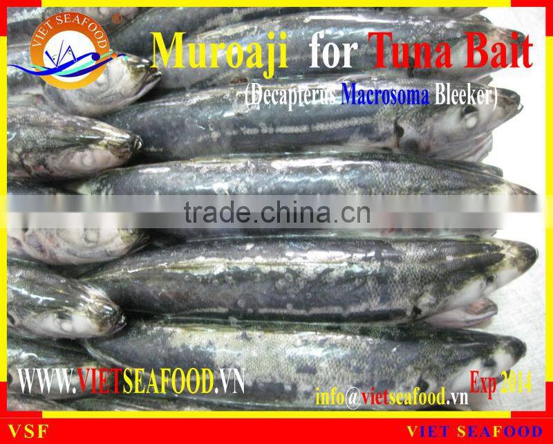 FROZEN MUROAJI FOR TUNA BAIT