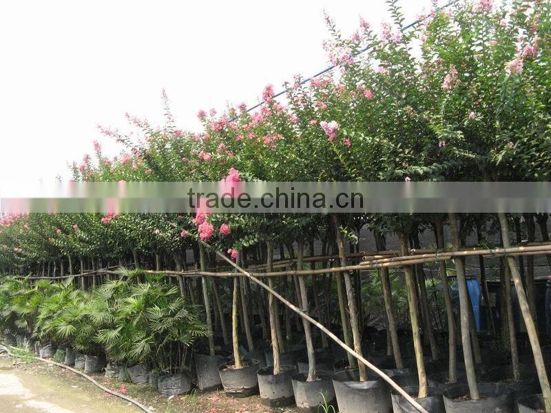 Lagerstroemia indica 1.4-1.5m trunk high landscaping tree