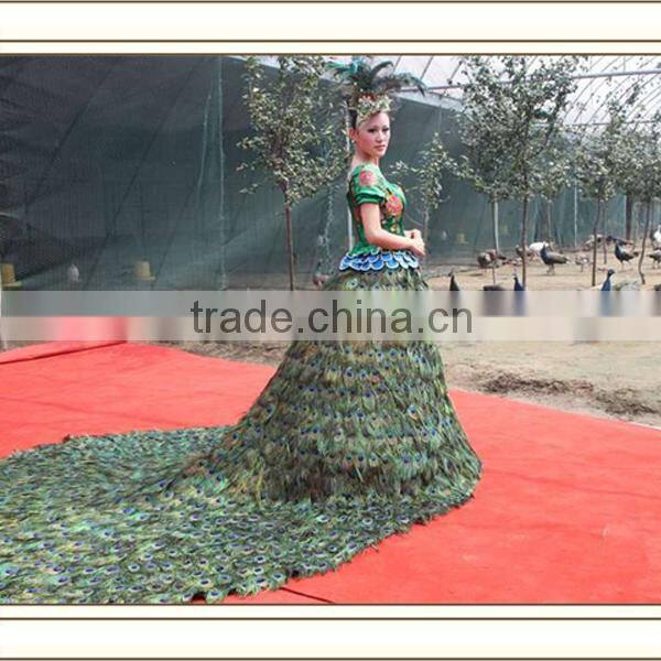 wholesale natural peacock feather decorative birds