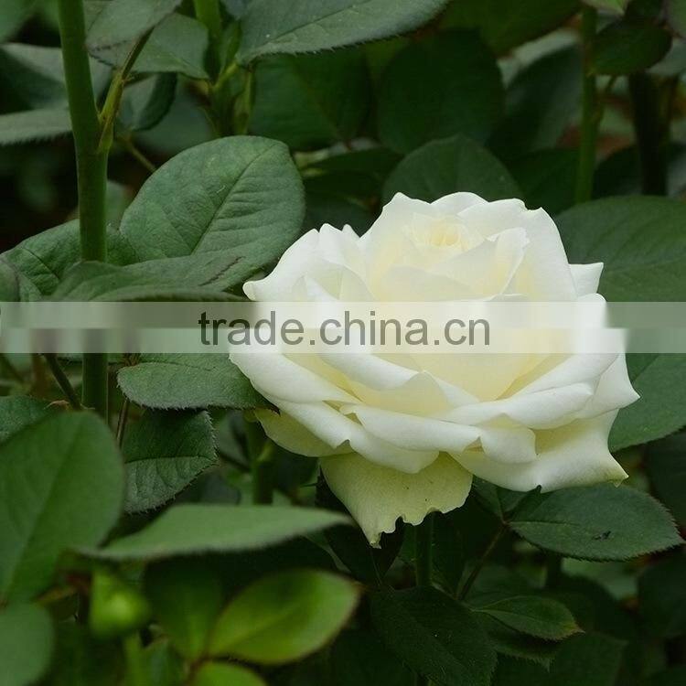 Fashionable Crazy Selling fresh cut gold tulip flower