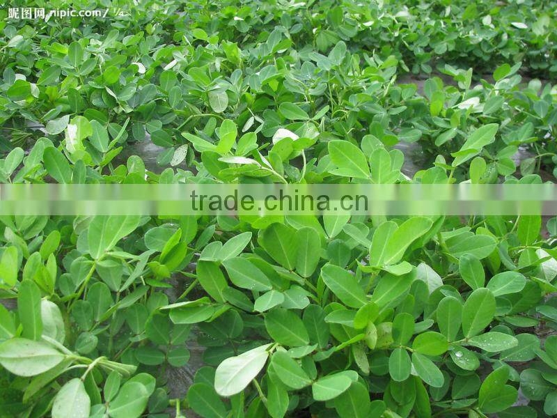 Raw peanut from Junan