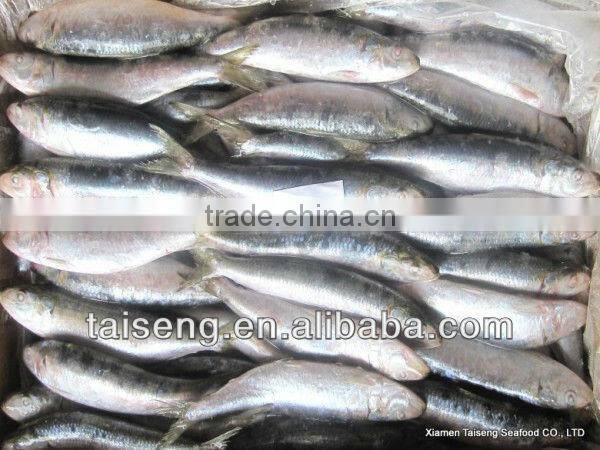 Frozen Canned Sardines Fish