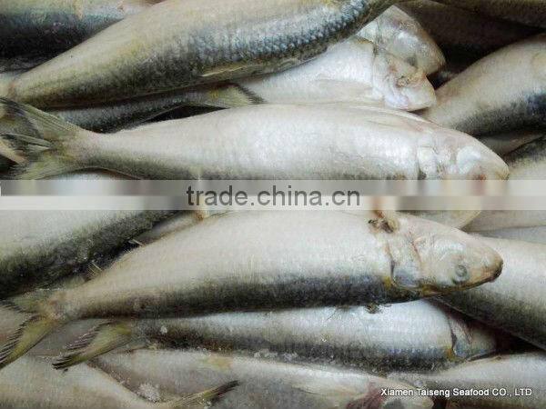 Frozen Canned Sardines Fish