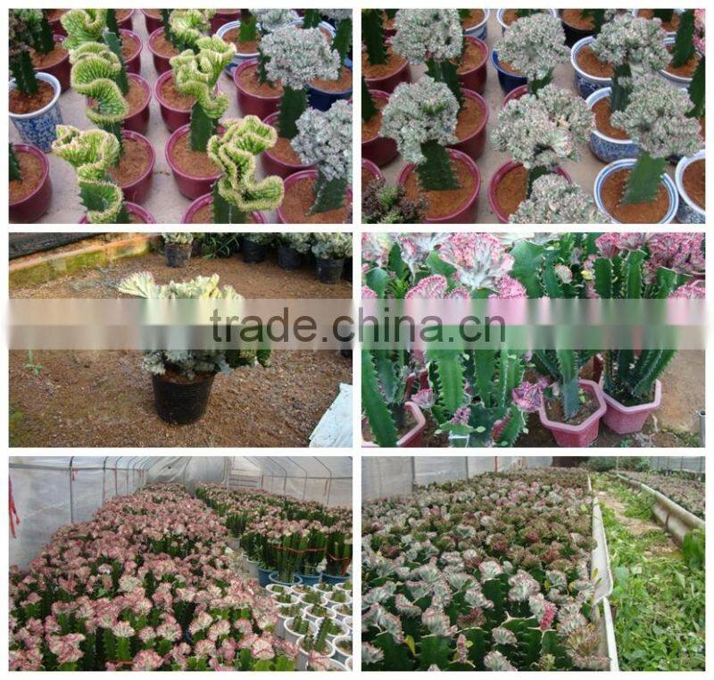 mini small big size multi color outdoor indoor cactus bonsai