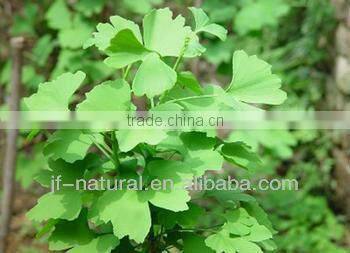 Ginkgo Leaf Extract high content flavone